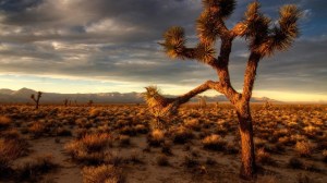 Joshua-Tree-HD-Wallpaper-1024x576