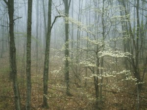 charles-gurche-flowering-dogwood-in-foggy-forest-appalachian-trail-shenandoah-national-park-virginia-usa